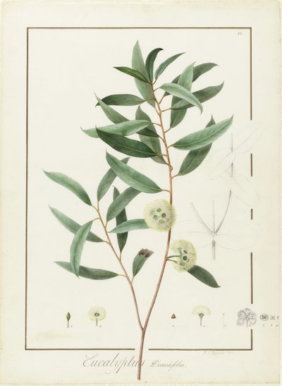 Eucalyptus Diversifolia, 1811 von Pierre Joseph Redouté